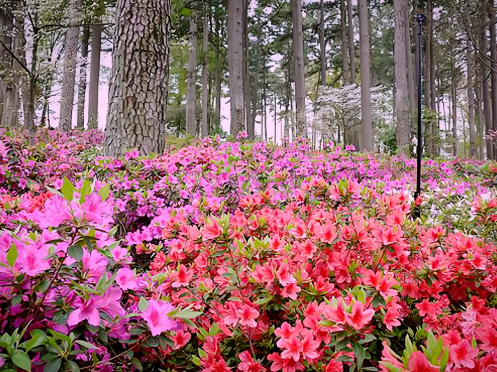 “WRAL Breaking Now 🔥”